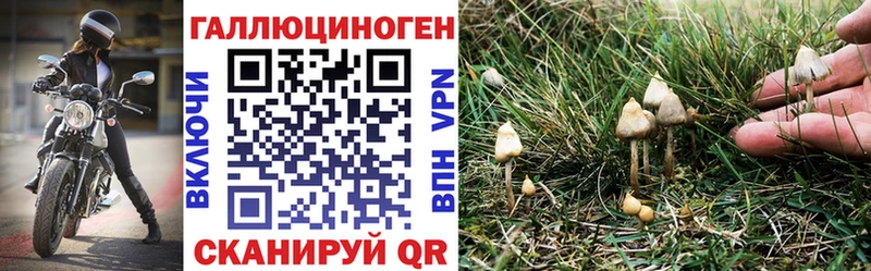 где купить наркоту  Кинешма  Галлюциногенные грибы GOLDEN TEACHER 